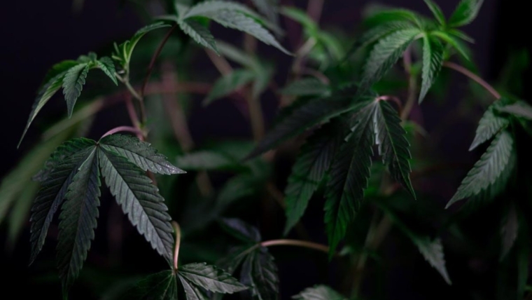 Top‑Tier Plant Genetics